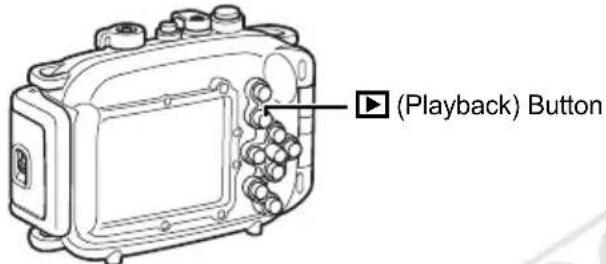 (Playback) Button