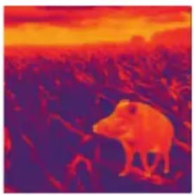 LIEMKE Keiler 35 Pro - FASCINATION THERMAL IMAGING - 1