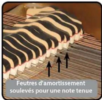 Dexibell Vivo P7 - String Reso (résonance des cordes) - 1