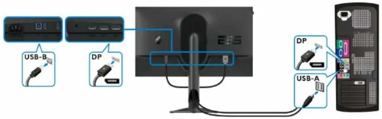 ALIENWARE AW2524HF - Connexion des câbles DisplayPort (DP à DP) et USB - 1
