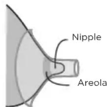 Lansinoh 190502 - Breast Cushion Sizing - 1