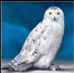 LEGO Harry Potter 76391 - HEDWIG™ - 1