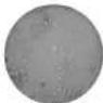 Scala SC 2161 - Il modello della saliva - 3