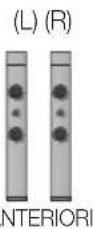 SAMSUNG HT-D555WK - Composizione dei diffusori - 2