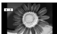 PANASONIC Viera TH-50PX80 - Typical still images - 1