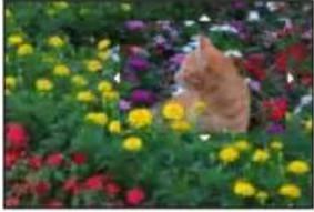 PANASONIC Lumix DC-ZS200D - Mode d'enregistrement : iA iA P A S M 89M SCN - 5