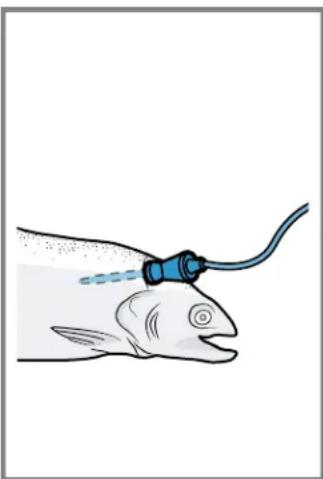 BOSCH HIS8055C - Insert the meat probe in the food to be cooked - 1