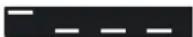 STEINBERG Cubase Artist 13 - Pattern de clic - 1