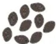 GE C7CGAAS2TS3 - Choose your favorite beans. - 2