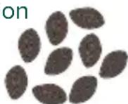 GE C7CGAAS2TS3 - Choisissez vos grains préférés. - 2