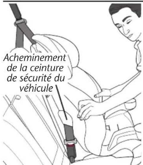 Evenflo Chase LX - Installation avec la ceinture de sécurité du véhicule - 1