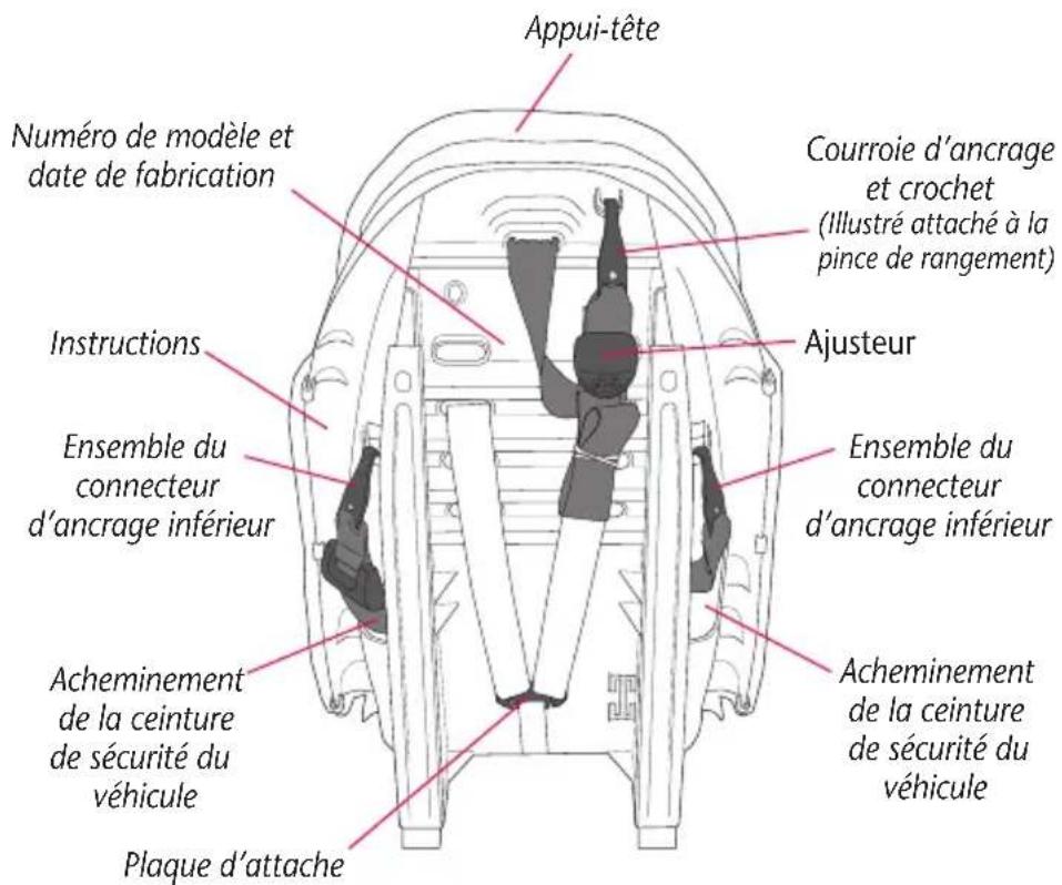 Evenflo Chase LX - Glossaire visuel - 4