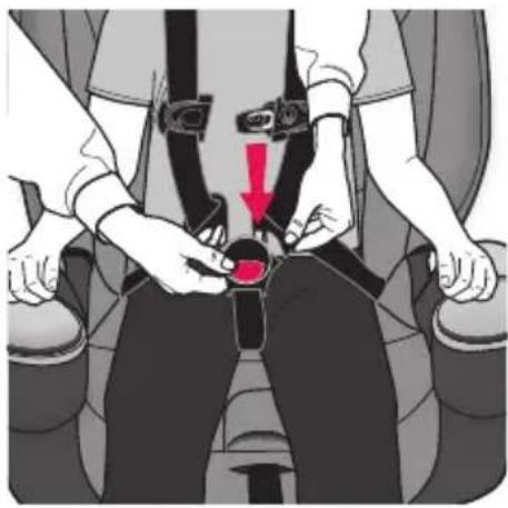 Evenflo Maestro Sport - Mettre les sangles du harnais en position désirée. - 1