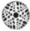 Chauvet Intimidator Spot Duo 155 - Slave unit: - 13