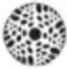 Chauvet Intimidator Spot Duo 155 - Unidad Esclavo: - 36