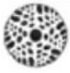 Chauvet Intimidator Spot Duo 155 - Unidad Esclavo: - 3