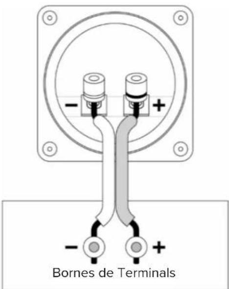-+ Bornes de Terminals -+