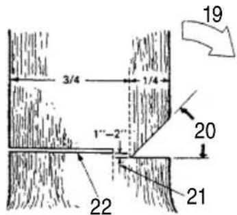 HiKOKI CS33EDTP - BASIC RULES FOR FELLING TREES - 1