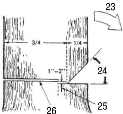 HiKOKI TCS33EB - Basic rules for felling trees - 1
