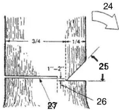 HiKOKI TCS51EAP - Basic rules for felling trees - 1