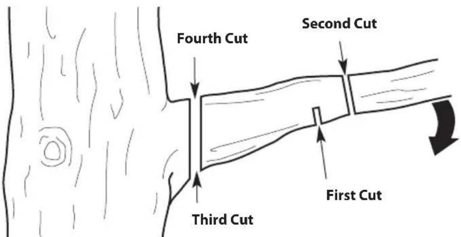 TROY-BILT TB25PS - PRUNING - 1