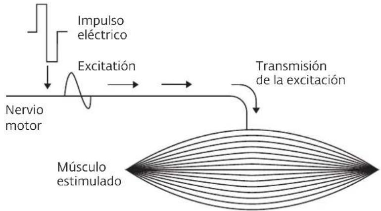 COMPEX Wireless - ¿CÓMO FUNCIONA LA ELECTROESTIMULACIÓN? - 1