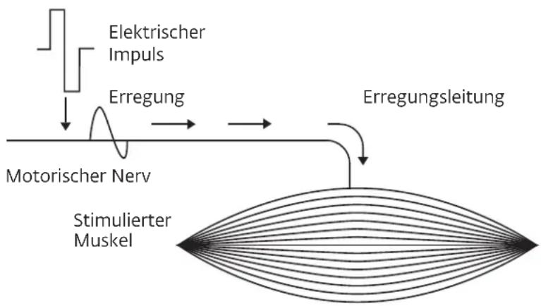 COMPEX Wireless - WIE FUNKTIONIERT ELEKTROSTIMULATION? - 1
