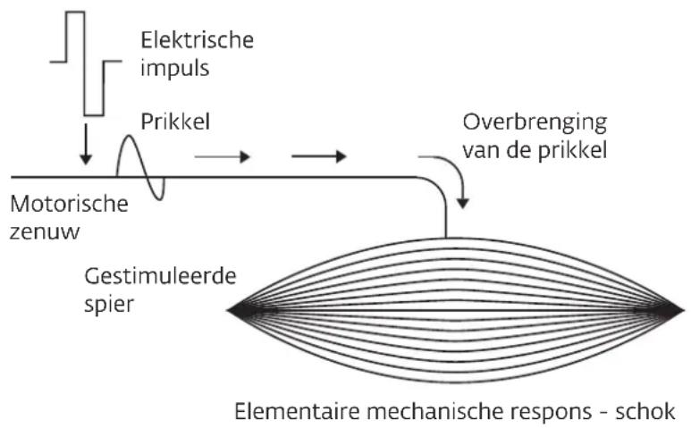 COMPEX Wireless - HOE WERKT ELEKTROSTIMULATIE? - 1