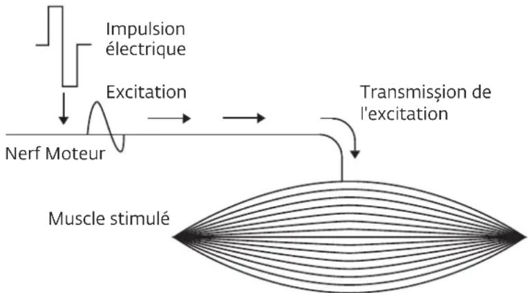 COMPEX Wireless - COMMENT FONCTIONNE L'ÉLECTROSTIMULATION ? - 1