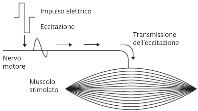 COMPEX Wireless - COME FUNZIONA L'ELETTROSTIMOLAZIONE? - 1