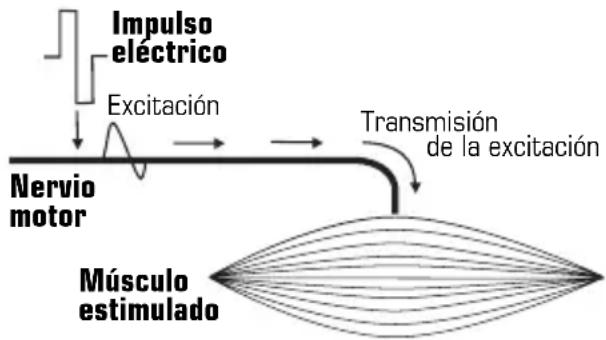 COMPEX Vitality - Estimulación del nervio motor (EEM) - 1