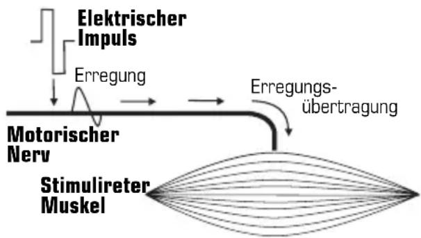 COMPEX Vitality - Stimulation des motorischen Nervs (EMS) - 1