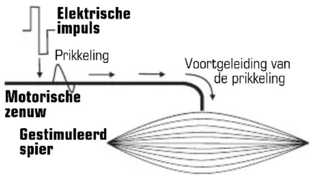 COMPEX Vitality - Stimuleren van de motorische zenuw (ES) - 1