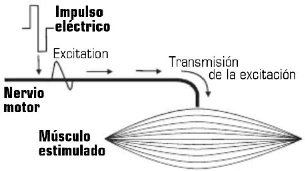 COMPEX Full Fitness - Estimulación del nervio motor (EEM) - 1