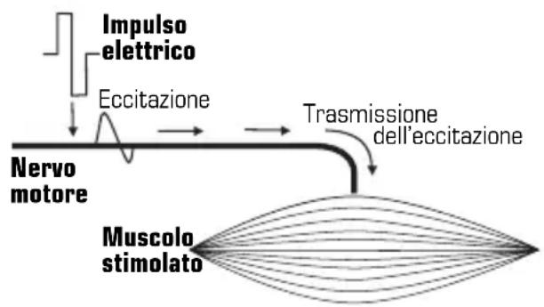 COMPEX Full Fitness - Elettrostimolazione del nervo motorio (ESM) - 1