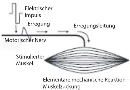 COMPEX Performance - Stimulation des motorischen Nervs (EMS) - 1