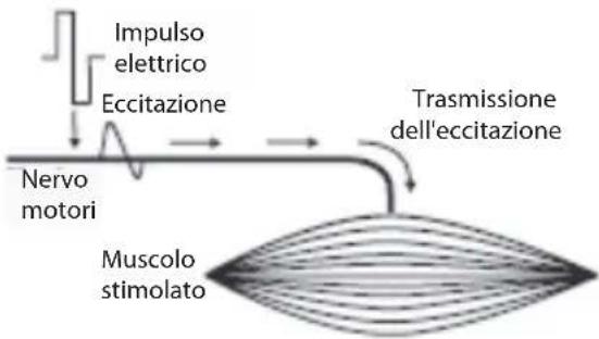 COMPEX Performance - Stimolazione del nervo motorio (ESM) - 1
