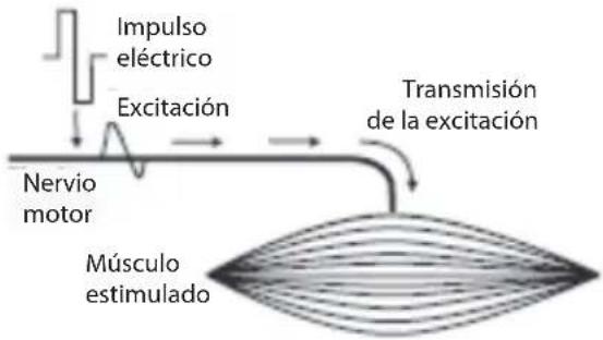 COMPEX Performance - Estimulación del nervio motor (EEM) - 1