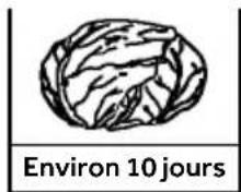 HAIER CFW91019ENGB - Repères pour la durée de conservation des fruits et légumes - 2