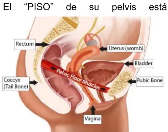 TensCare Elise 2 - MÚSCULOS DEL SUELO PÉLVICO - 1