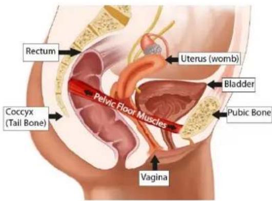 TensCare Unicare - PELVIC FLOOR MUSCLES - 1