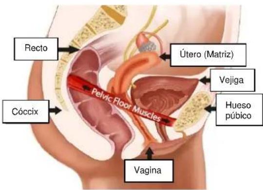 TensCare Unicare - MÚSCULOS DEL SUELO PÉLVICO - 1