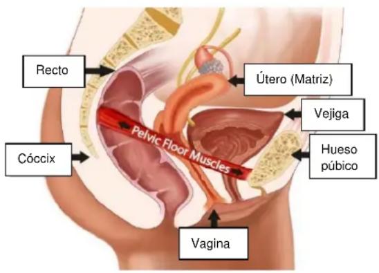 TensCare Alivia - MÚSCULOS DEL SUELO PÉLVICO - 1