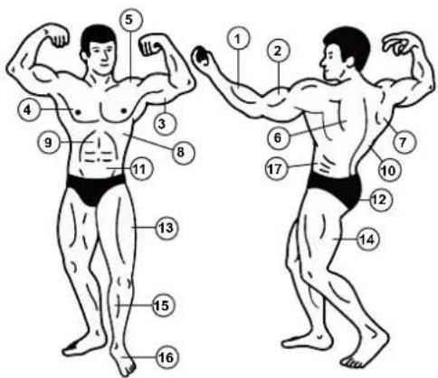 Christopeit SP 5000 - MUSCLES - 1