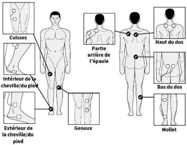 Culisses Intérieur de la cheville/du pied Extérieur de la cheville/du pied Genoux Partie arrière de l'épaule Haut du dos Bas du dos Mollet