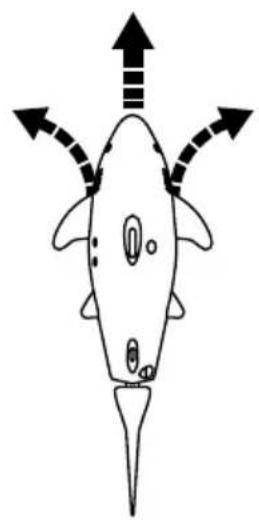 Carson RC Sharky - Vorsicht - 2