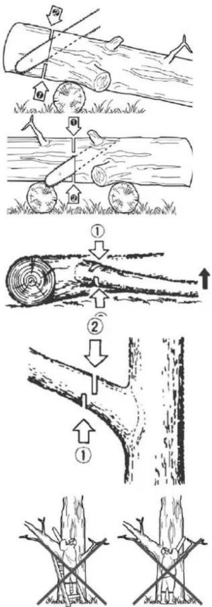 Anova MG262 - Pruning - 2
