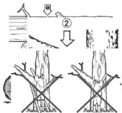 Anova MG262 - ■ CORTE TRONCO E DESMONTAGEM - 2