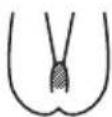 BRAUN Silk-expert Pro 5 PL5052 - How to treat the pubic area (females only) - 2