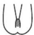 BRAUN Skin-i.expert Pro PL7253 - Hoe de schaamstreek moet worden behandeld (alleen vrouwen) - 2